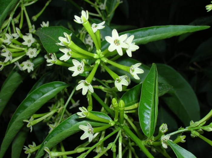 Цеструм цветок