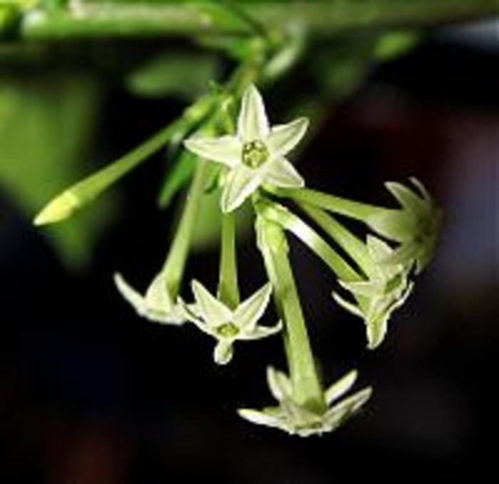 Цеструм ноктюрнум