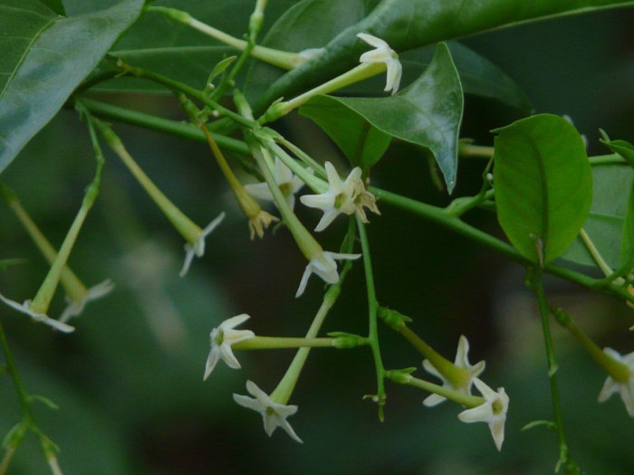 Cestrum nocturnum ( ароматный )