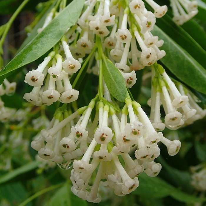 Cestrum diurnum