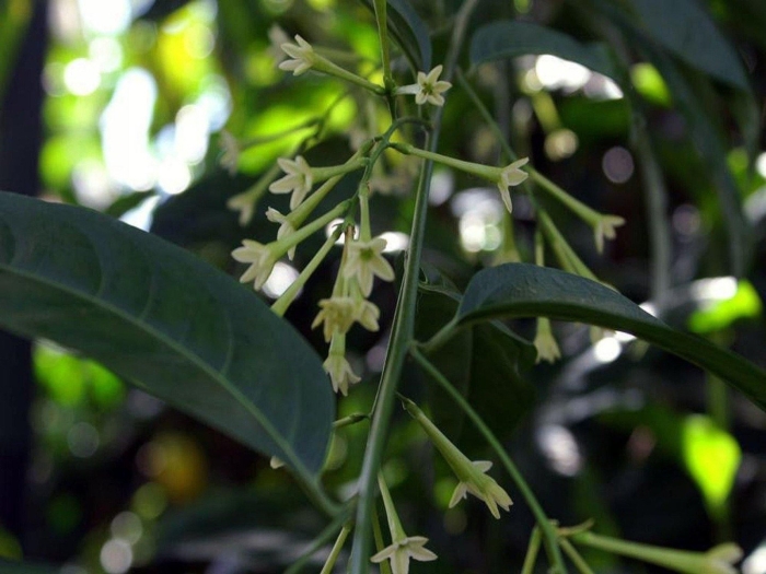 Цеструм ноктюрнум