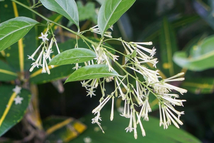 Night blooming cestrum
