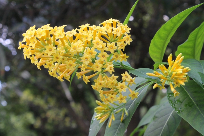 Osmanthus fragrans