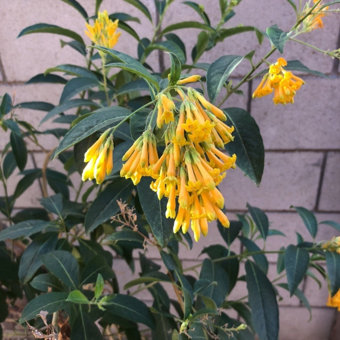 Yellow cestrum