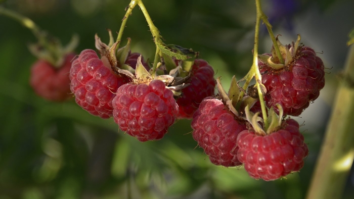 Сорт малины