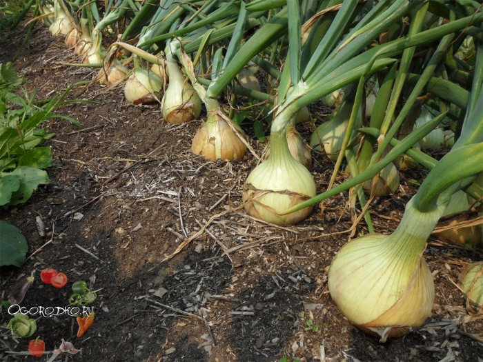 Лук репчатый эксибишен