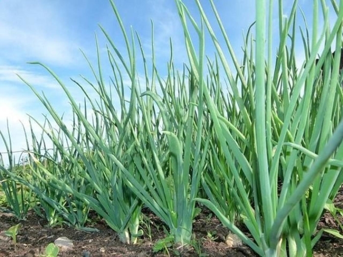 Зеленый лук