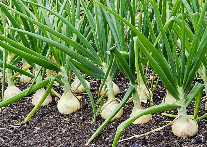 Лук многолетний