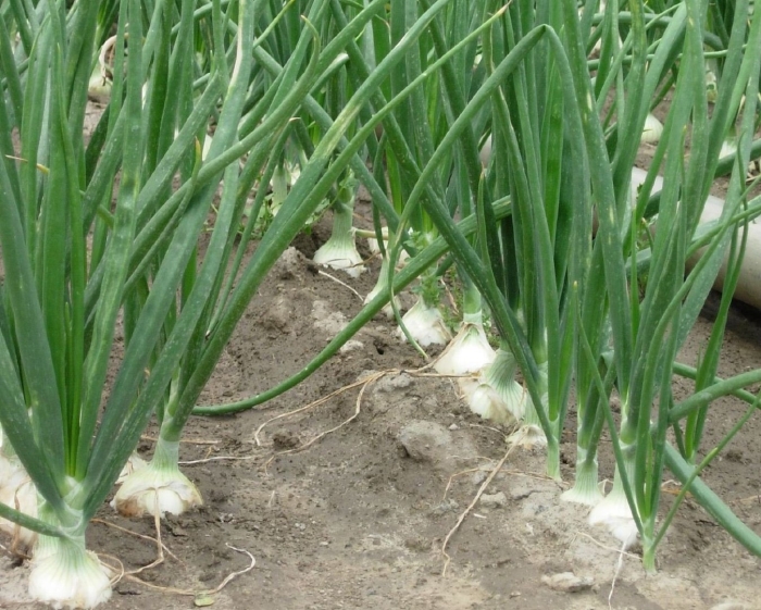 Лук репчатый на грядке