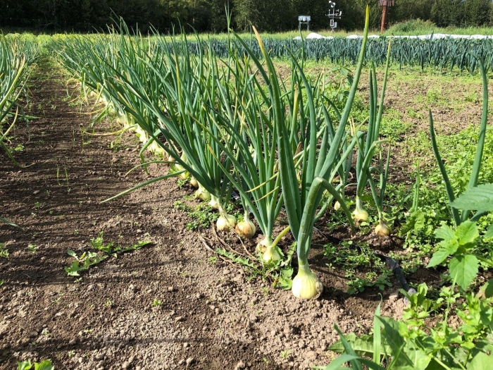 Cемена лука репчатого эксибишен