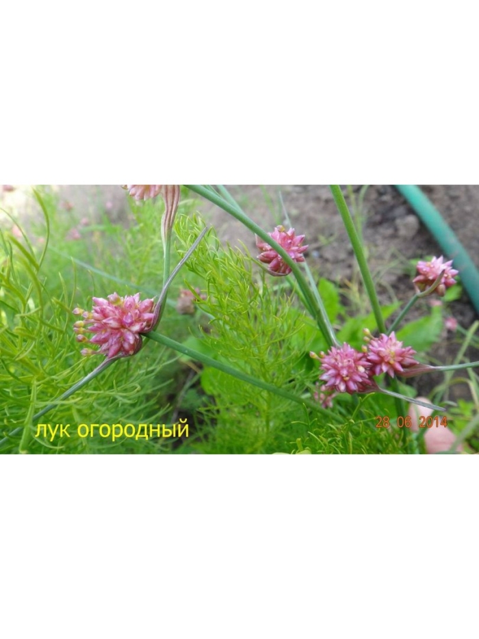 Лук скорода шнитт