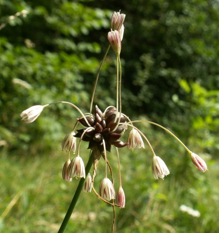 Allium macranthum