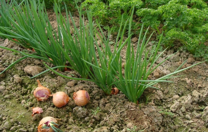 Лук севок шалот семейный
