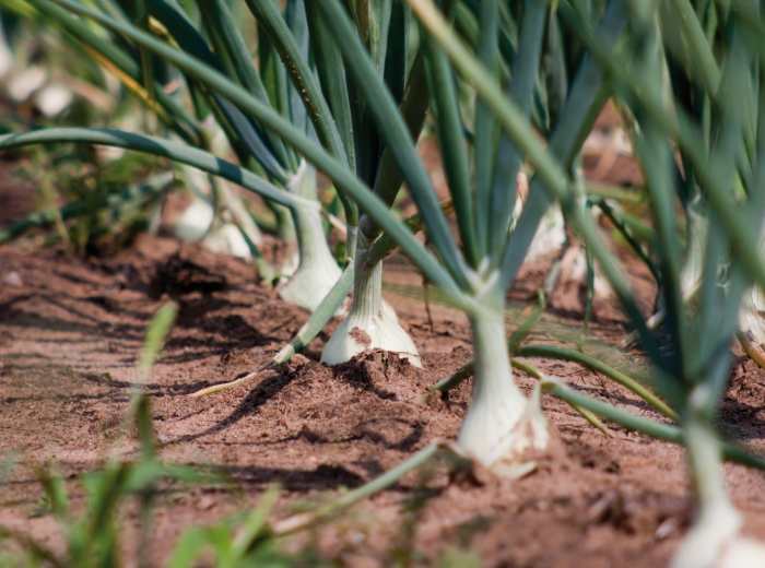 Лук чеснок растение