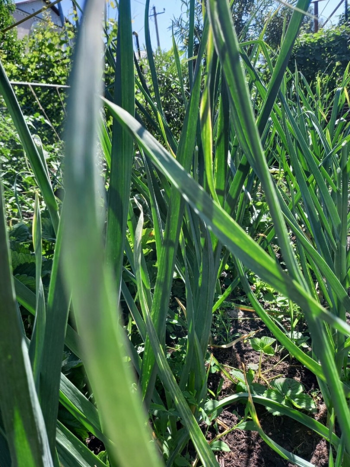 Лук растение