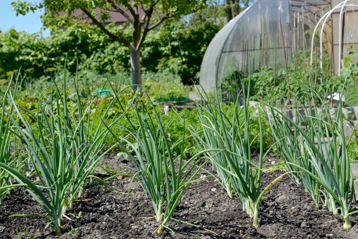 Лук бамбергер