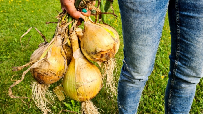 Лук эксибишен