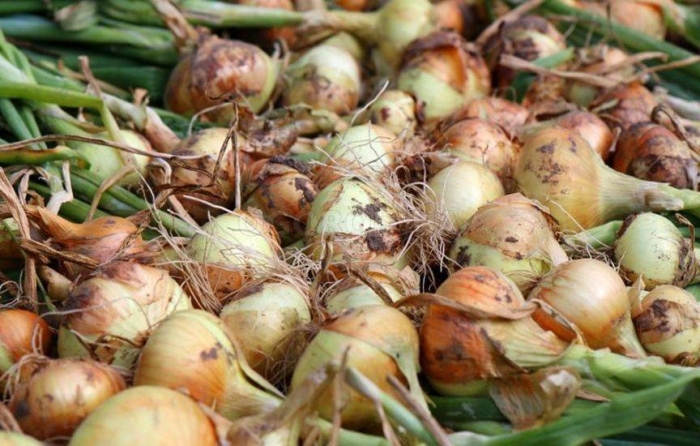 Лук репчатый в огороде