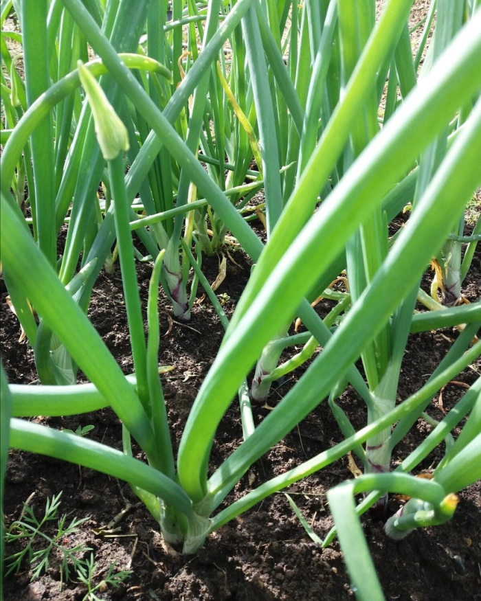 Лук батун на грядке