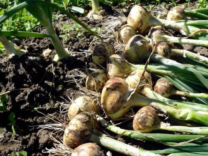 Уборка лука-репки