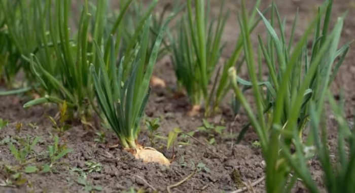 Луковая муха