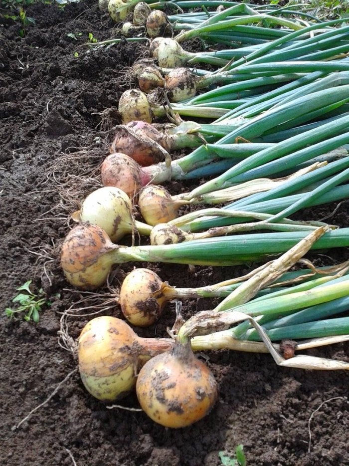 Когда убирать лук с грядки