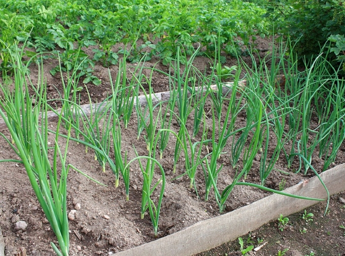 Лук на грядке