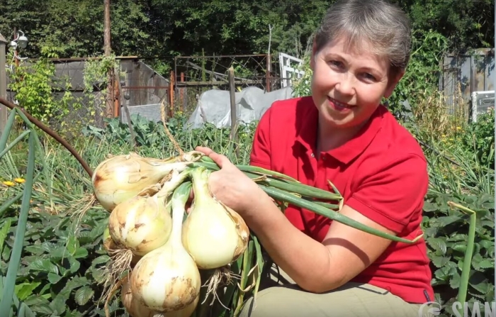 Лук эксибишен рассада