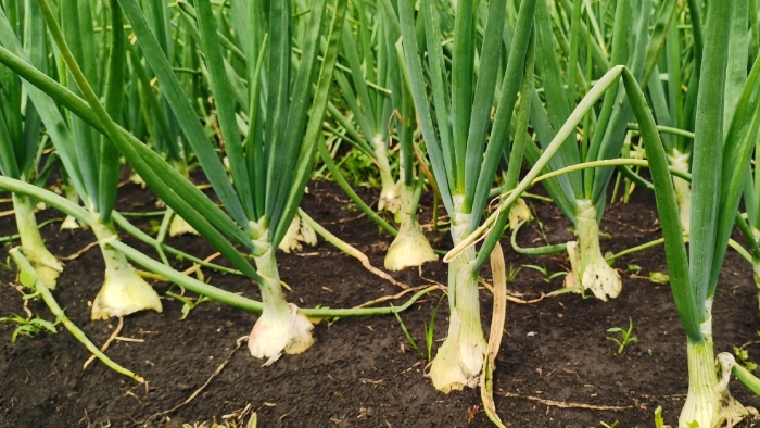 Эксибишен лук