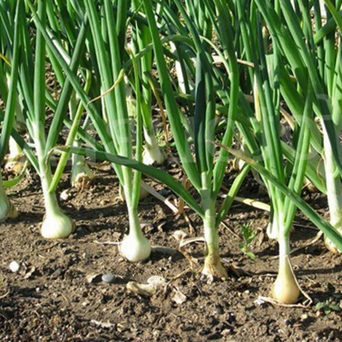 Грядка лука эксибишен