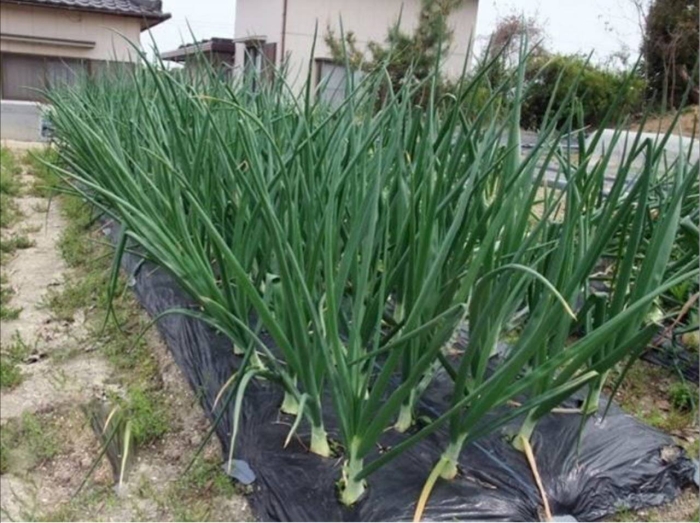 Лук полив нашатырем