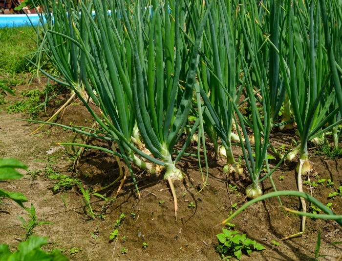 Лук батун на грядке