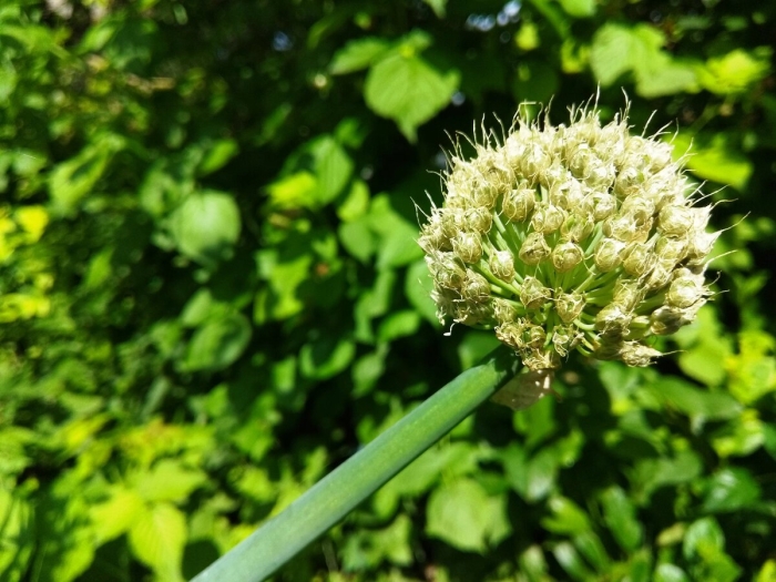 Лук батун соцветие