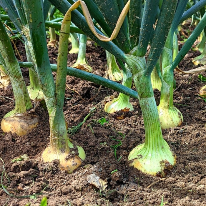 Когда выкапывать лук