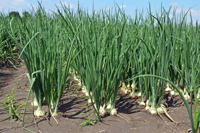 Лук каратальский