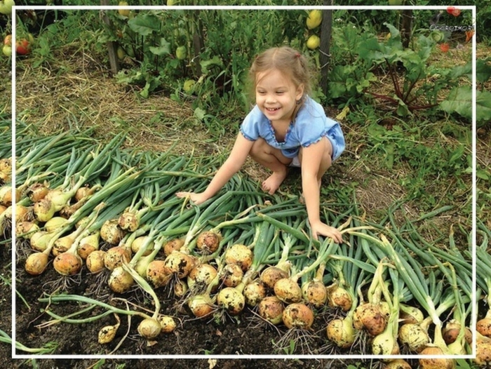 Лук эксибишен на грядке