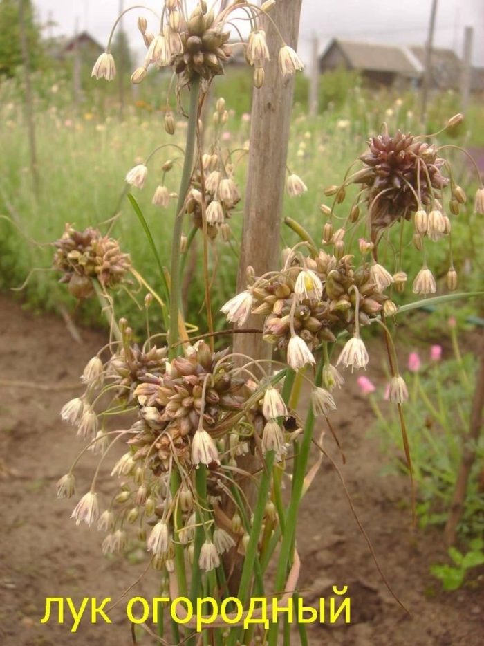 Лук огородный allium oleraceum