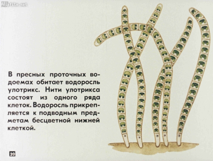 Улотрикс опоясанный