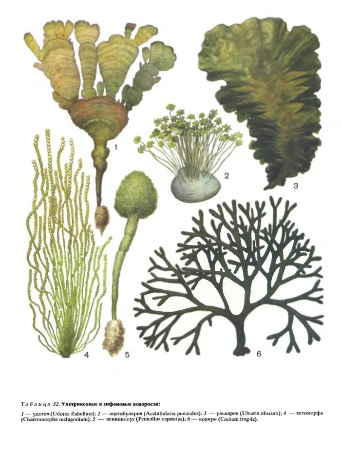 Сифоновые водоросли