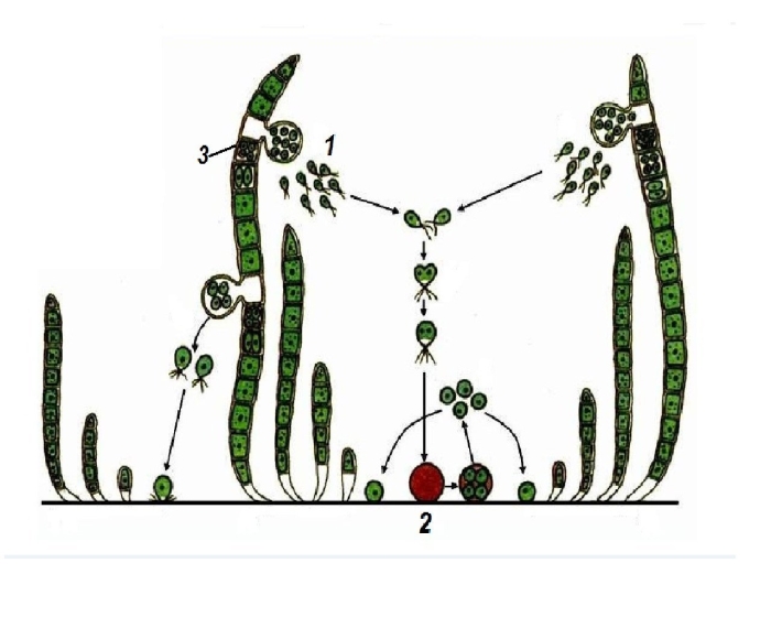Схема размножения улотрикса