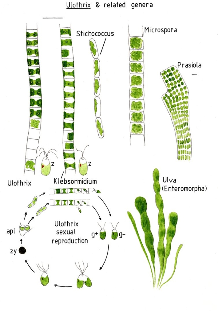 Водоросли улотрикс