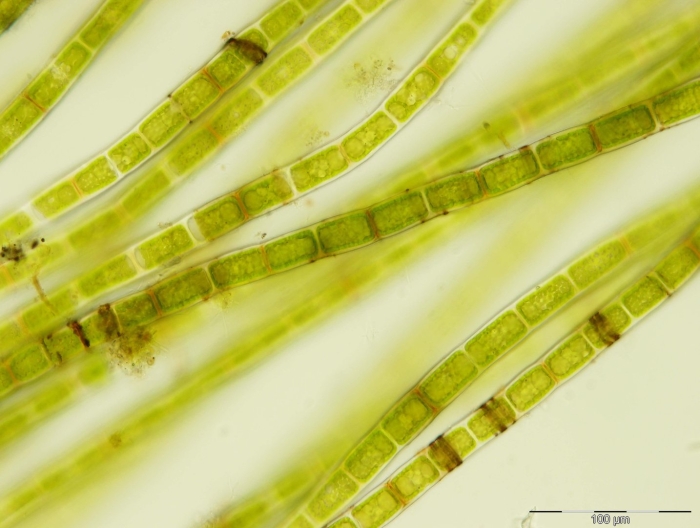 Улотрикс ульва