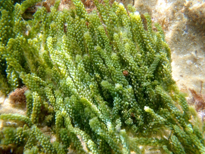 Каулерпа виноградная