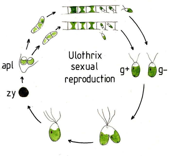 Жизненный цикл зеленой водоросли улотрикса