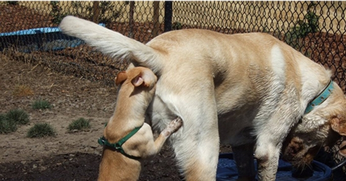 Собака нюхает жопу