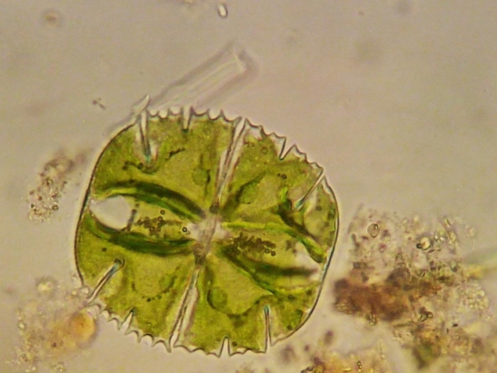 Десмидиевые водоросли