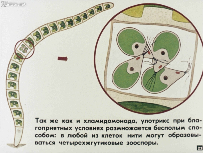 Улотрикс размножение схема