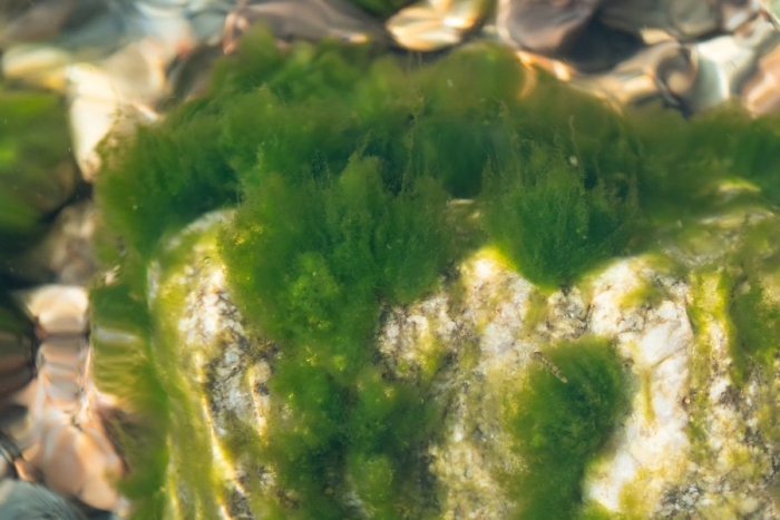 Зеленая водоросль