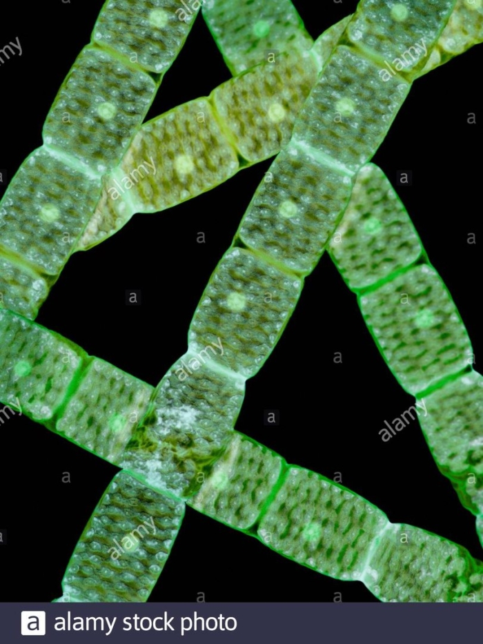 Спирогира водоросль