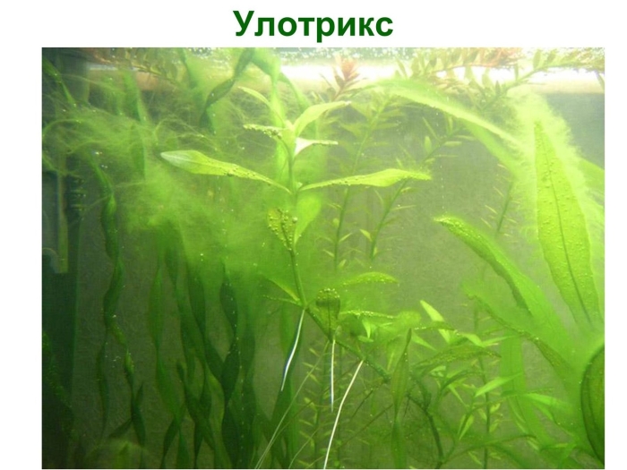 Аквариумное растение